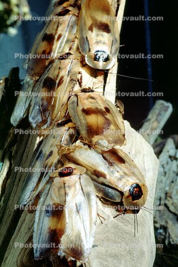 Trinidad Wood Cockroach, (Blaberus giganteus), Blattodea, Blaberidae