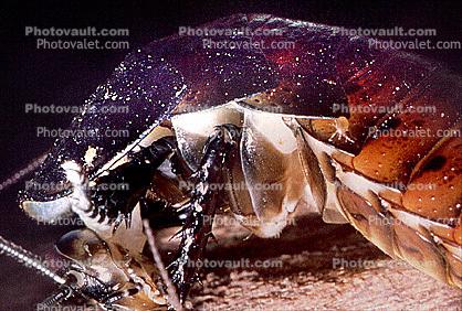 Madagascar Hissing Cockroach, (Gromphadorhina portentosa), Blattaria, Blattidae