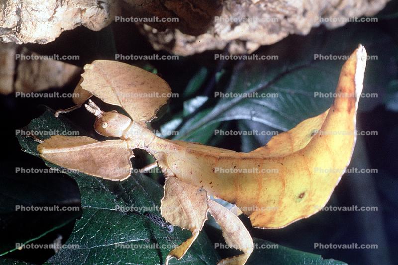 Phasmid, Phasmatodea, Phasmatidae, Leaf Insect