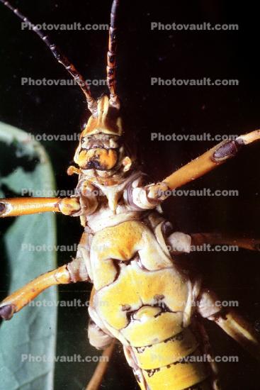 Eastern Lubber Grasshopper, (Romelea guttata), Romaleidae