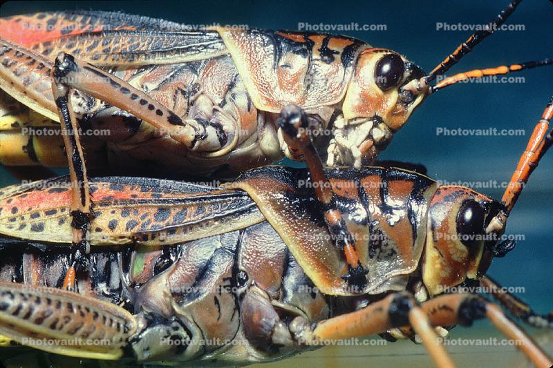 Eastern Lubber Grasshopper, (Romelea guttata), Romaleidae