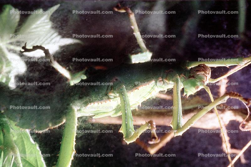 Thorny Phasmid, (Heteropteryx dilatata), Phasmatodea, Leaf Insect