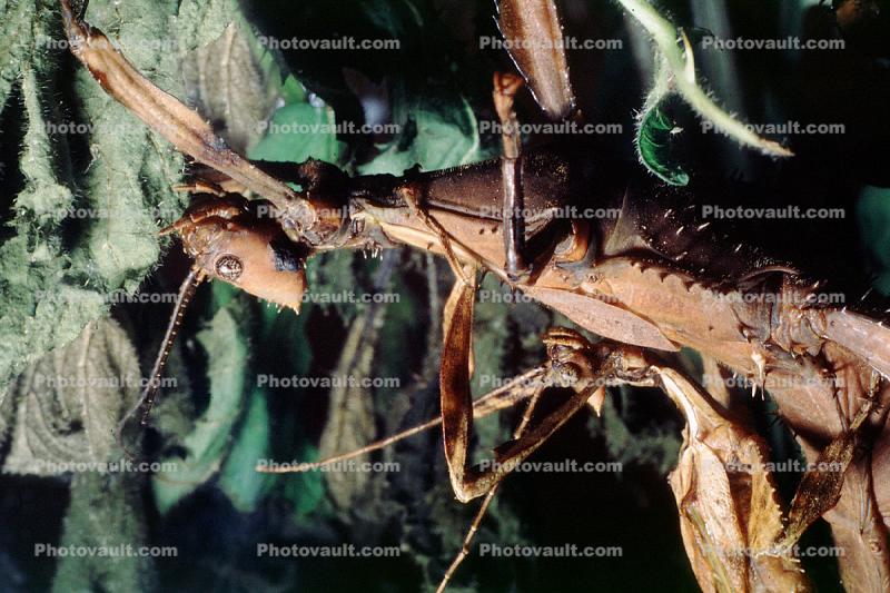 Macleay's Spectre Walkingstick, (Extatosoma tiaratum), Phasmid, Phasmatodea, Phasmatidae, Extatosomatinae
