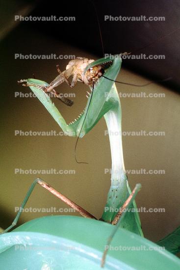 Praying Mantis, Mantodea, Neoptera, Dictyoptera, Biomimicry, Mantodea