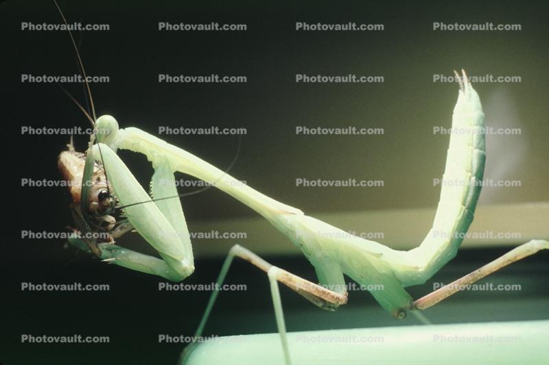 Praying Mantis, Mantodea, Neoptera, Dictyoptera, Mantidae, Mantodea