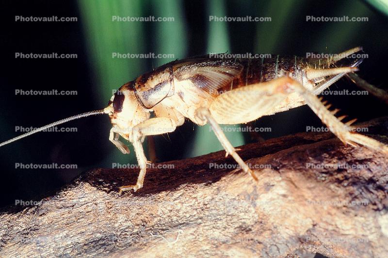 House Crickets, (Acheta domesticus)
