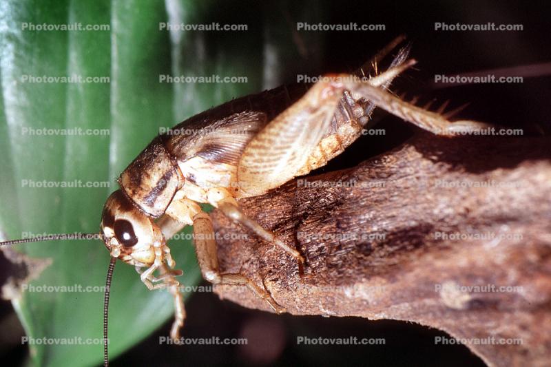 House Crickets, (Acheta domesticus)