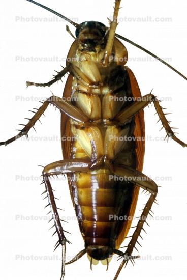 American Cockroach, photo-object, object, cut-out, cutout