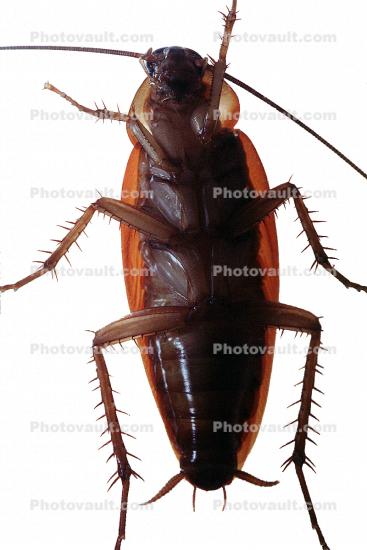 American Cockroach photo-object, object, cut-out, cutout