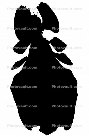 Phasmid silhouette, shape