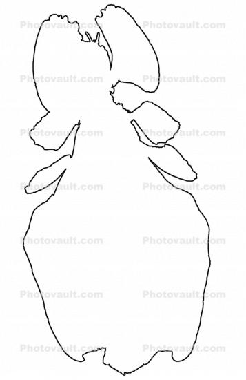 Phasmid outline, line drawing