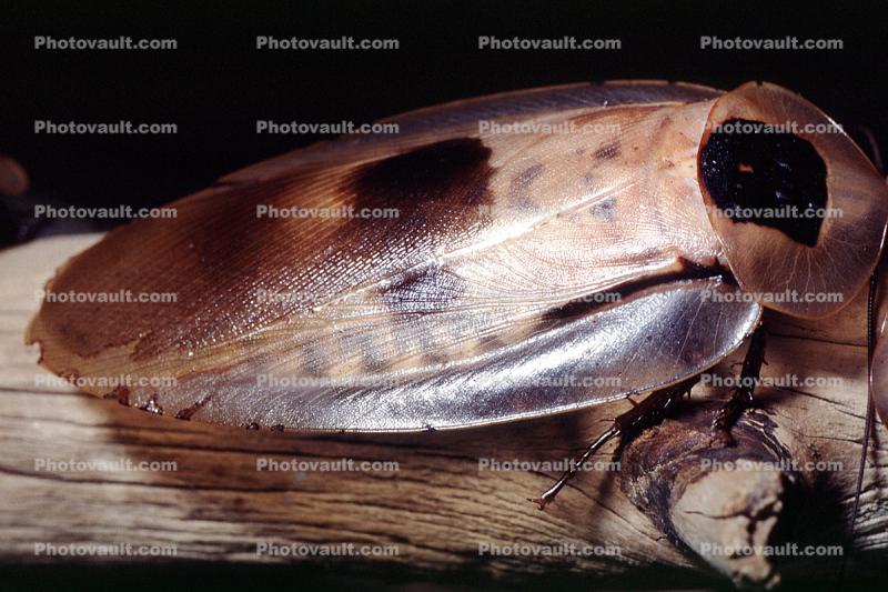 Costa Rican Wood Cockroach, Blaberus sp