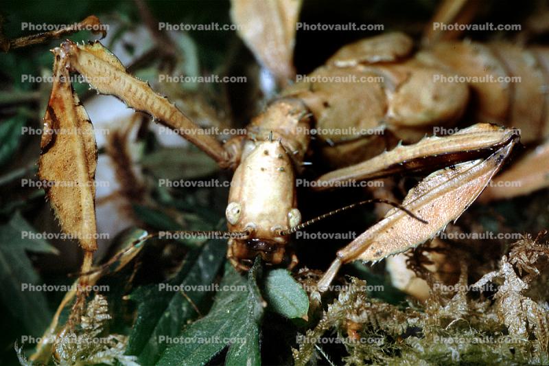 Australian Stick Insect, Macleay's Spectre