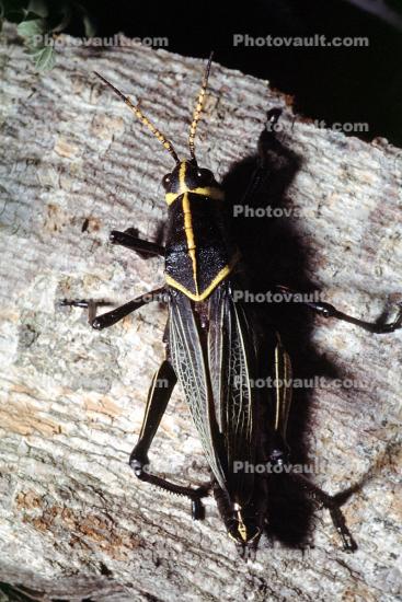 Horse Lubber Grasshopper, (Taeniopoda eques), Romaleidae, Romaleinae