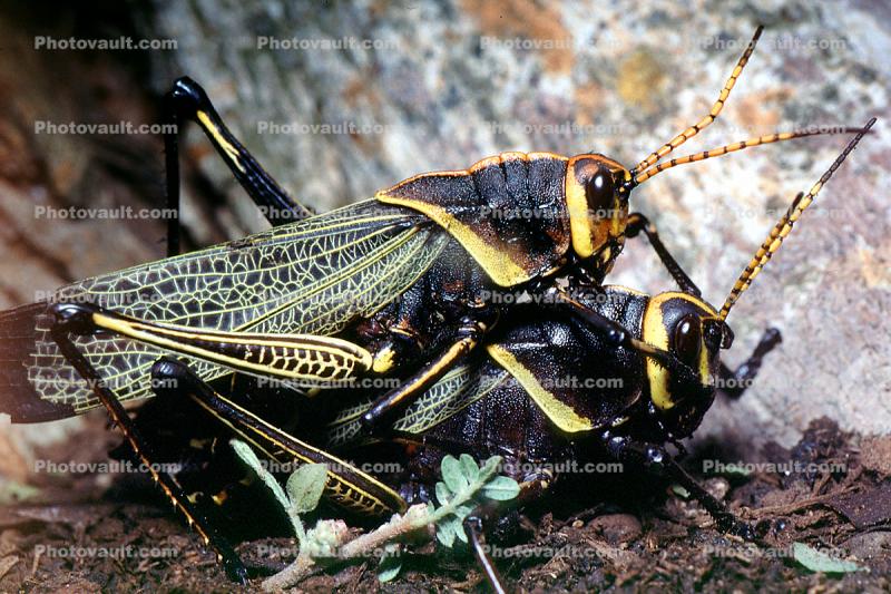Horse Lubber Grasshopper, (Taeniopoda eques), Romaleidae, Romaleinae