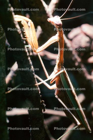 Chinese Mantid, (Tenodera aridifolia chinensis), Mantis, Mantodea, Mantidae