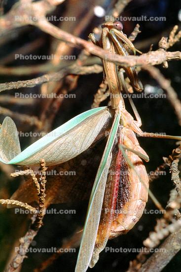 Chinese Mantid, (Tenodera aridifolia chinensis), Mantis, Mantodea, Mantidae, Biomimicry