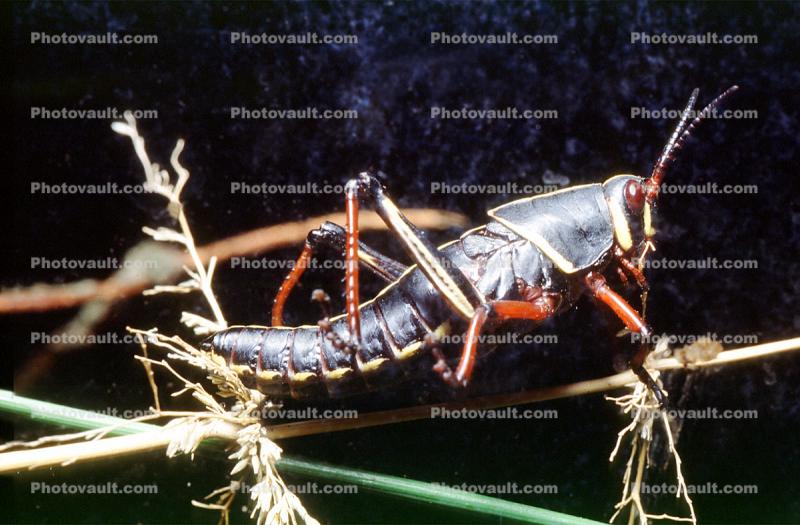 Western Horse Lubber Grasshopper, (Romalea guttata), Acridoidea, Romaleidae, Romaleinae