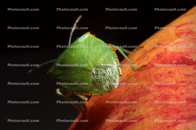 (Nezara viridula) Southern Green Stink Bug, Heteroptera, Pentatomoidea, Pentatomidae
