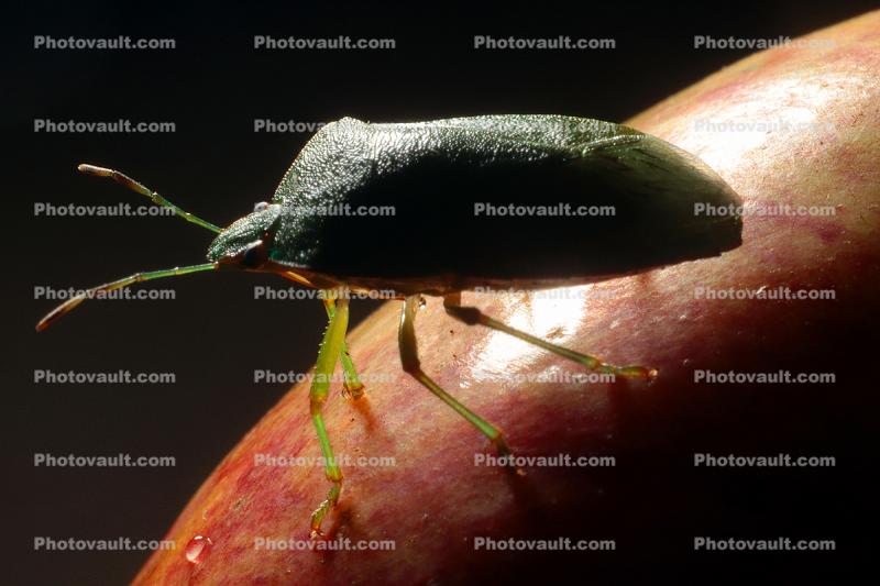 Southern Green Stink Bug, (Nezara viridula), Heteroptera, Pentatomoidea, Pentatomidae