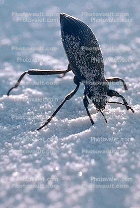 Stink Bug, F  Pentatomidae, White Sands National Monument, New Mexico