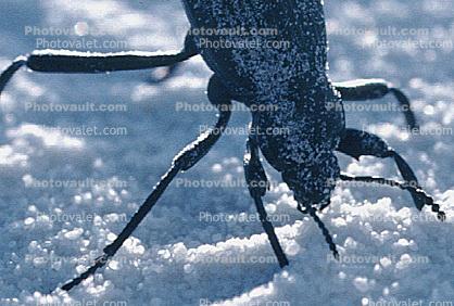 Stink Bug, F  Pentatomidae, White Sands National Monument, New Mexico