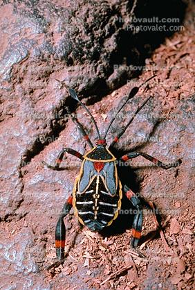 Colorful Bug, Tepoztlan, Morelos, Mexico