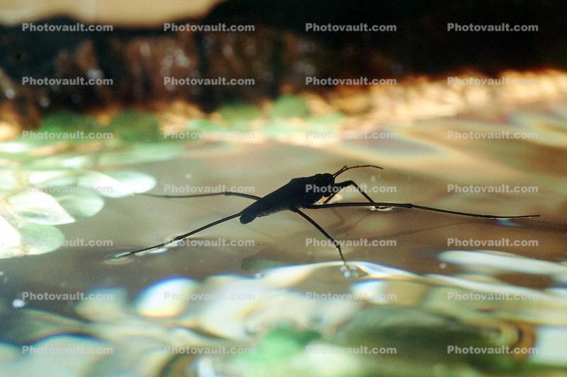 Water Strider, Pond, Water, Petaluma California, Heteroptera, Gerromorpha, Gerridae