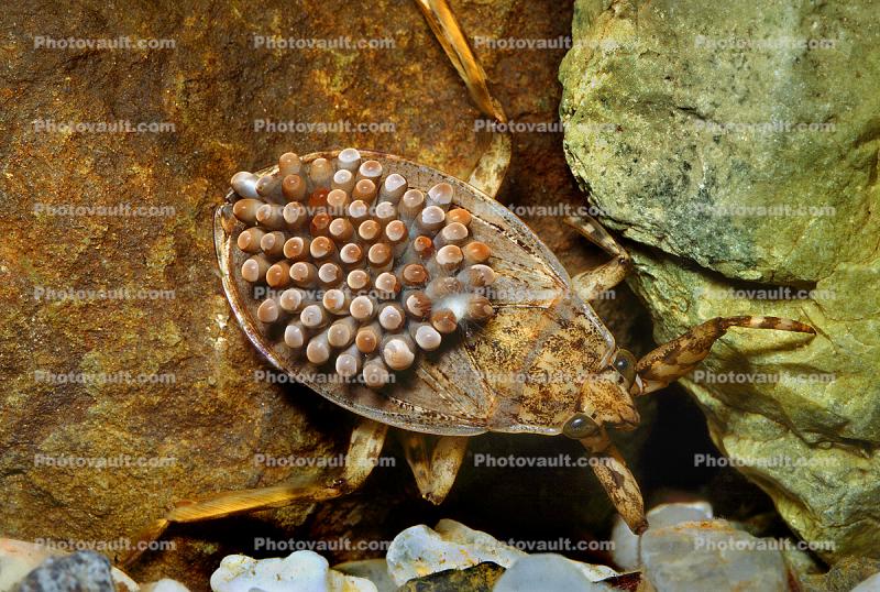 Giant Water Bug with eggs, Male