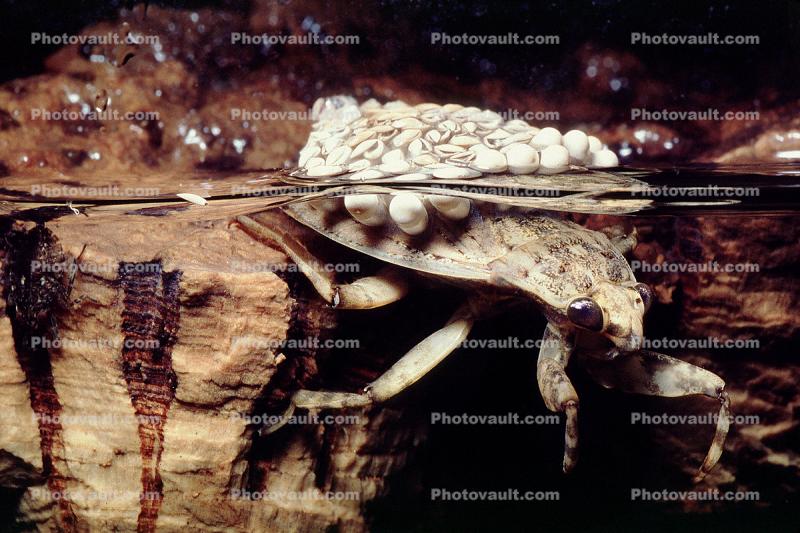Giant Water Bug, Male with eggs on his back, Abedus sp