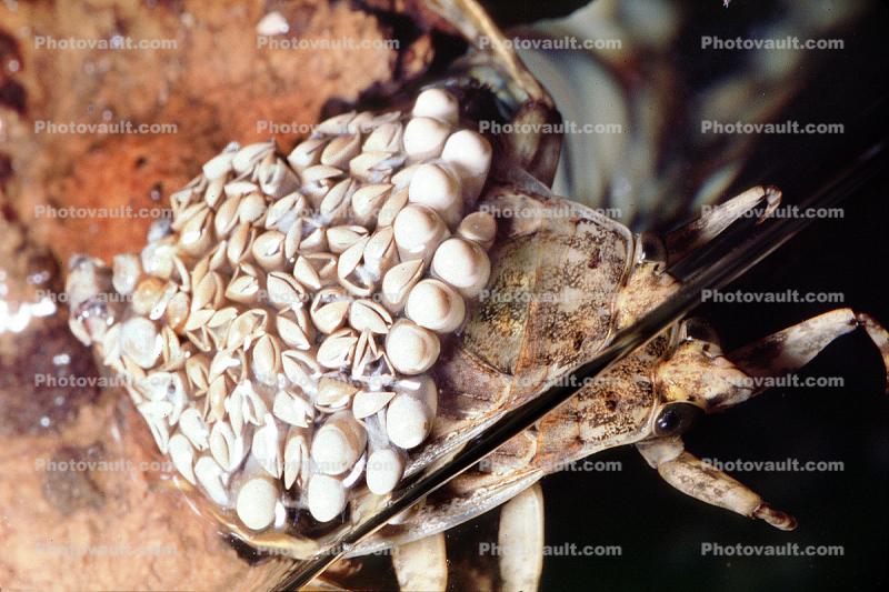 Giant Water Bug, Male with eggs on his back, Abedus sp