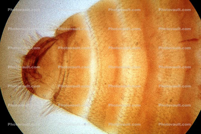 Bed Bug, (Cimex lectularius), Cimicidae