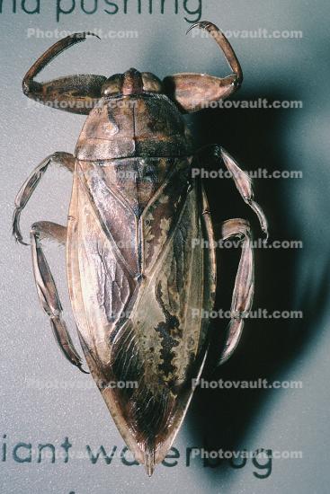 Giant Water Bug, (Benacus deyrolli), Nepomorpha, Belostomatidae