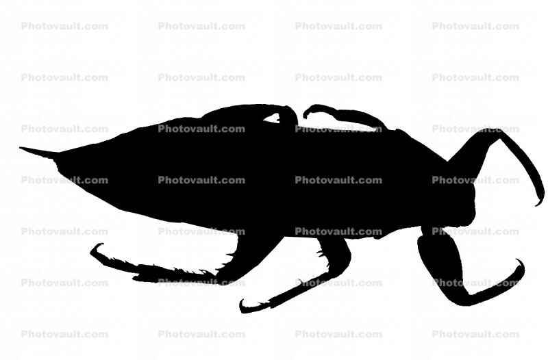 Giant Water Bug, (Benacus deyrolli) silhouette, Nepomorpha, Belostomatidae, logo, shape