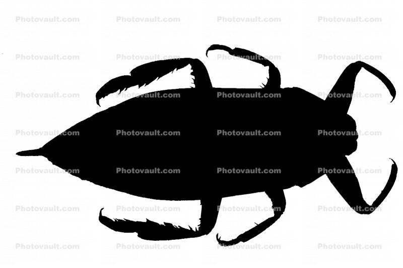 Giant Water Bug Silhouette, (Benacus deyrolli), Nepomorpha, Belostomatidae, logo, shape