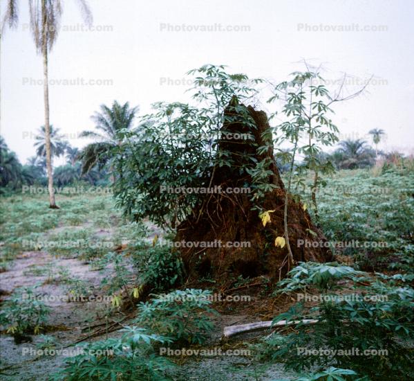 Termite Hill, Nigeria