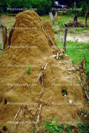 Termite Mound, Hill, Sri Lanka, 1950s