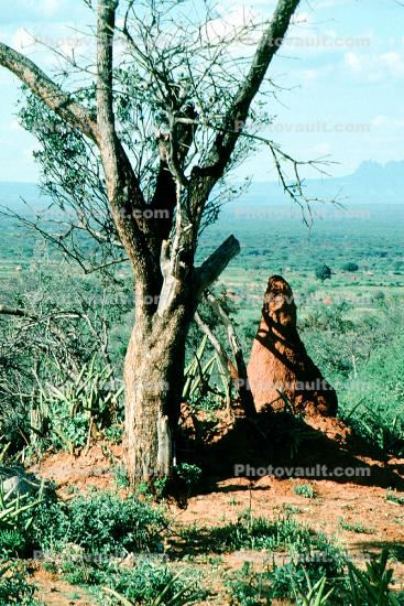 Termite Mound, Hill, Goro Ethiopia