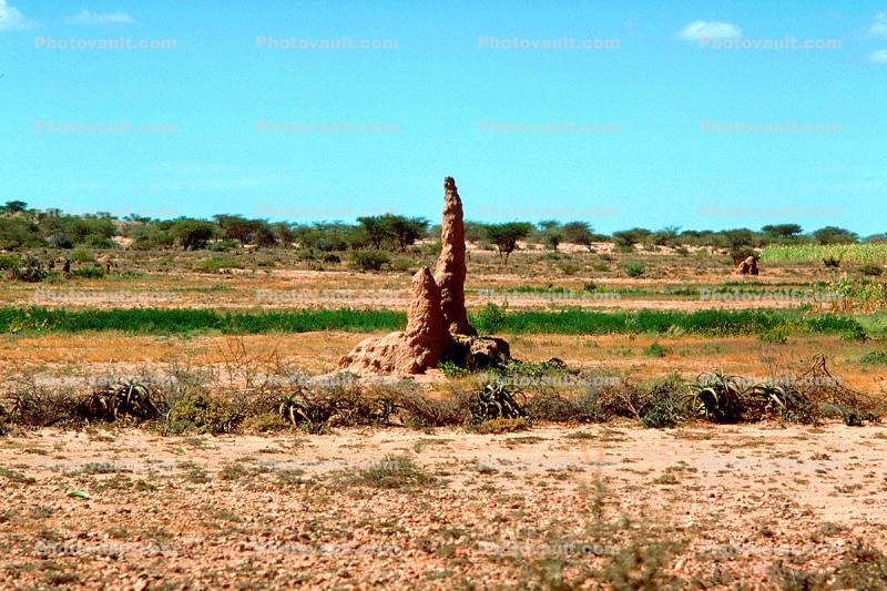 Termite Mound, Hill