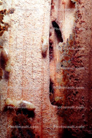 Pacific Dampwood Termite, (Zootermopsis angusticollis), Termopsidae