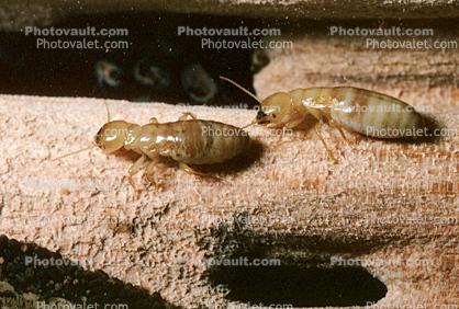 Pacific Dampwood Termite, (Zootermopsis angusticollis), Termopsidae