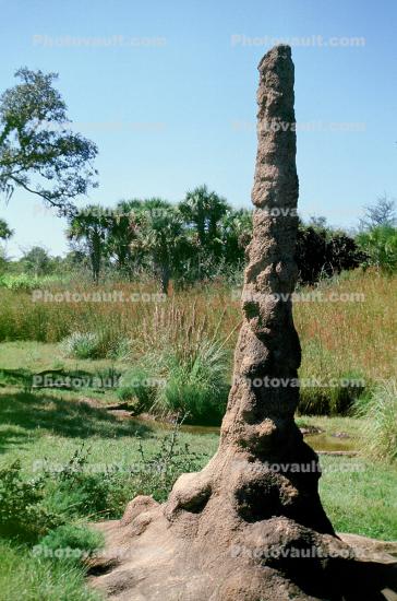 Termite Mound, Hill, Florida, USA