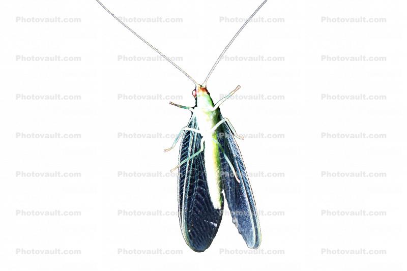 Green Lacewing Chrysoperla sp, photo-object