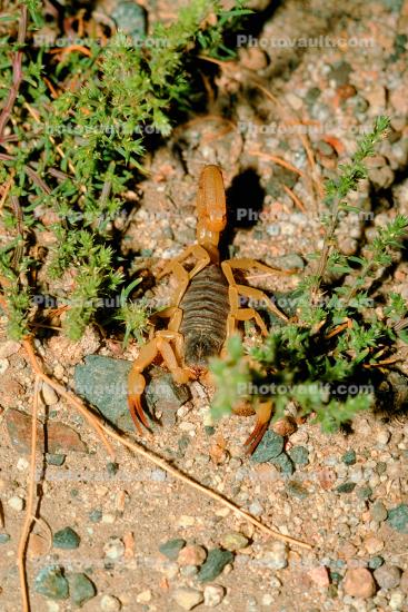 Scorpion, Gerlach, Nevada