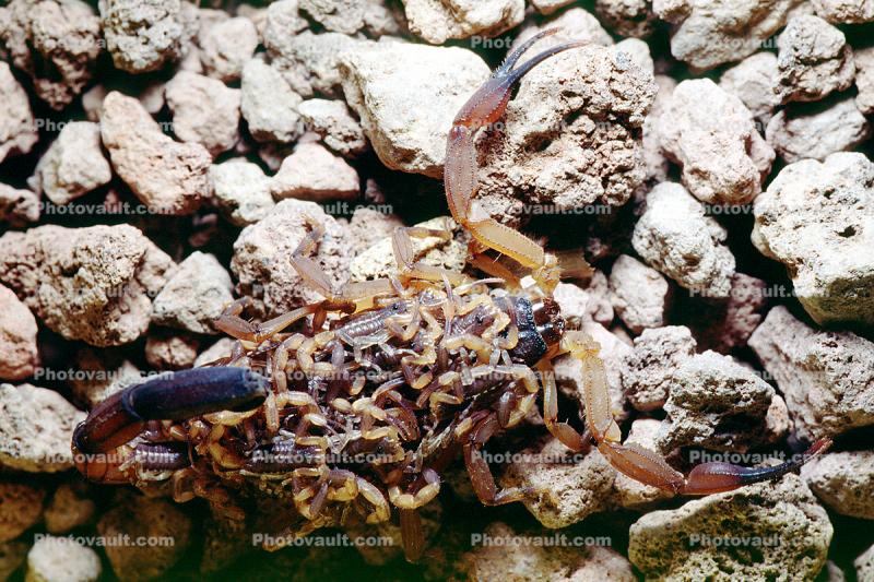 Scorpion with a brood of babies