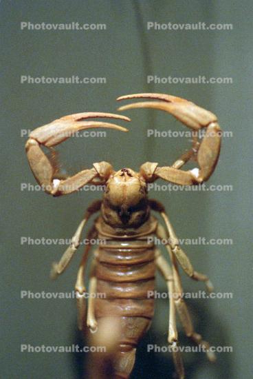 (Hadrurus arizonensis pallidus), Scorpionidae, Arizona Desert hairy scorpion