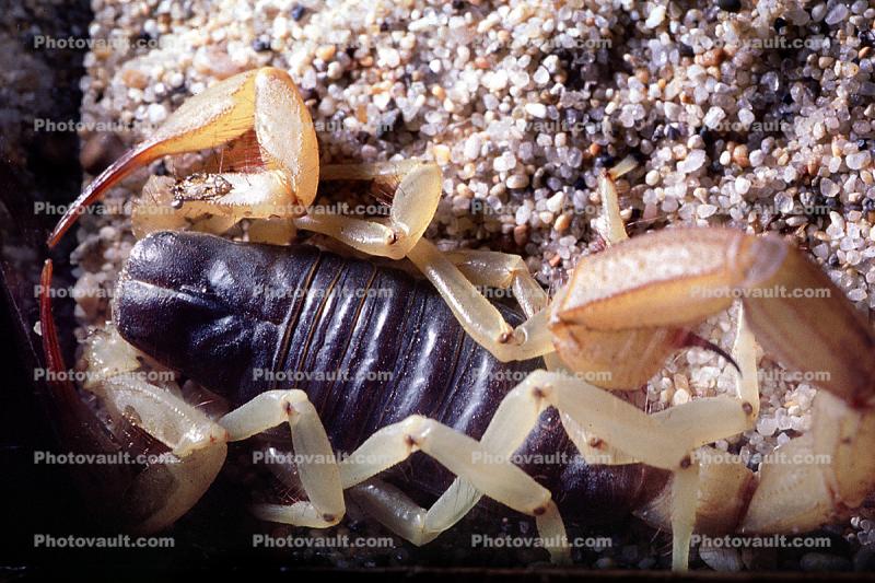 Death Stalker Scorpion, (Leiurus quinquestriatus), Scorpiones, Buthidae