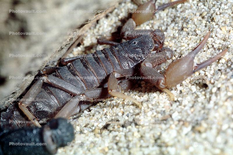 South African Fat-tailed Scorpion, (Parabuthus transvaalensis)