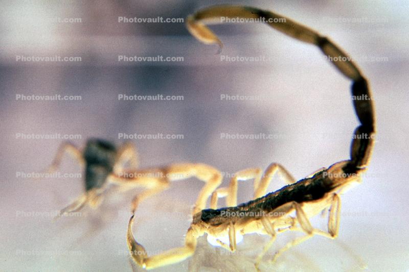 Striped Bark Scorpion, (Centruroides vittatus), Scorpiones, Buthidae