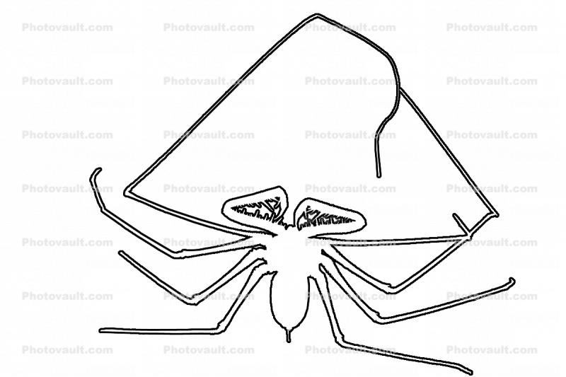 Tailess Whip Scorpion outline, line drawing, shape